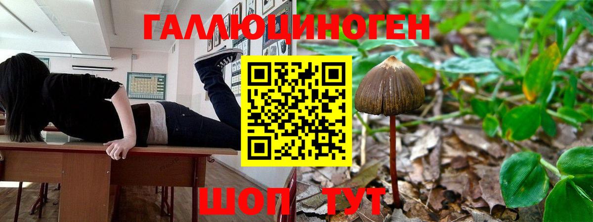Галлюциногенные грибы Psilocybe Воронеж